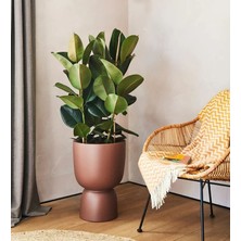 Smyrna Garden Koyu Yeşil Kauçuk Bitkisi - 40-60 cm - Ficus Elastica Robusta - Dolgun Formda