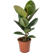 Smyrna Garden Koyu Yeşil Kauçuk Bitkisi - 40-60 cm - Ficus Elastica Robusta - Dolgun Formda