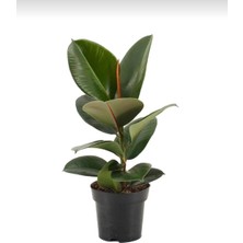 Smyrna Garden Koyu Yeşil Kauçuk Bitkisi - 40-60 cm - Ficus Elastica Robusta - Dolgun Formda