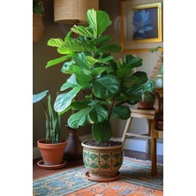 Smyrna Garden Keman Yapraklı Kauçuk - 40-60 cm - Ficus Lyrata - Popüler Bitki - Dolgun Formda