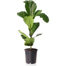 Smyrna Garden Keman Yapraklı Kauçuk - 40-60 cm - Ficus Lyrata - Popüler Bitki - Dolgun Formda