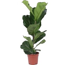 Smyrna Garden Keman Yapraklı Kauçuk - 40-60 cm - Ficus Lyrata - Popüler Bitki - Dolgun Formda