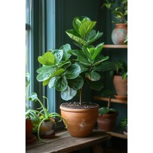 Smyrna Garden Keman Yapraklı Kauçuk - 40-60 cm - Ficus Lyrata - Popüler Bitki - Dolgun Formda