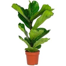 Smyrna Garden Keman Yapraklı Kauçuk - 80-100 cm - Ficus Lyrata - Popüler Bitki - Dolgun Formda