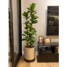 Smyrna Garden Keman Yapraklı Kauçuk - 80-100 cm - Ficus Lyrata - Popüler Bitki - Dolgun Formda