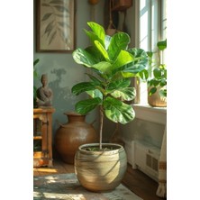 Smyrna Garden Keman Yapraklı Kauçuk - 100-120 cm - Ficus Lyrata - Popüler Bitki - Dolgun Formda