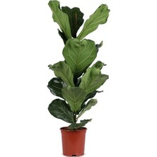 Smyrna Garden Keman Yapraklı Kauçuk - 100-120 cm - Ficus Lyrata - Popüler Bitki - Dolgun Formda