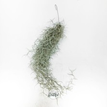 Gurme Bitki Tillandsia Usneoides (60+ Cm) Ispanyol Yosunu Spanish Moss Hava Bitkisi Airplant