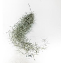 Gurme Bitki Tillandsia Usneoides (60+ Cm) Ispanyol Yosunu Spanish Moss Hava Bitkisi Airplant