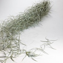 Gurme Bitki Tillandsia Usneoides (60+ Cm) Ispanyol Yosunu Spanish Moss Hava Bitkisi Airplant