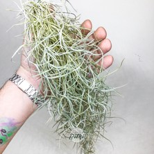 Gurme Bitki Tillandsia Usneoides (60+ Cm) Ispanyol Yosunu Spanish Moss Hava Bitkisi Airplant