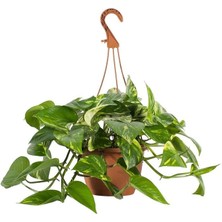 Smyrna Garden Salon Sarmaşığı - Askılı Saksıda - Green Pothos - Yeşil Salon Sarmaşığı - 20-40 cm - Dolgun Formlu