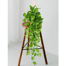 Smyrna Garden Salon Sarmaşığı - Askılı Saksıda - Green Pothos - Yeşil Salon Sarmaşığı - 20-40 cm - Dolgun Formlu