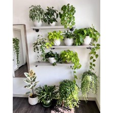 Smyrna Garden Salon Sarmaşığı - Askılı Saksıda - Green Pothos - Yeşil Salon Sarmaşığı - 20-40 cm - Dolgun Formlu