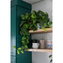 Smyrna Garden Salon Sarmaşığı - Askısız Saksıda - Green Pothos - Yeşil Salon Sarmaşığı - 20-40 cm - Dolgun Formlu