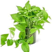 Smyrna Garden Salon Sarmaşığı - Askısız Saksıda - Green Pothos - Yeşil Salon Sarmaşığı - 20-40 cm - Dolgun Formlu