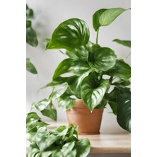 Smyrna Garden Salon Sarmaşığı - Askısız Saksıda - Green Pothos - Yeşil Salon Sarmaşığı - 20-40 cm - Dolgun Formlu