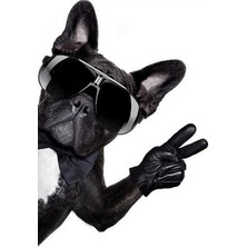 TSC Gözlüklü Cool Pugg Sticker Motor, Araçetiket Araba Sticker 19CM