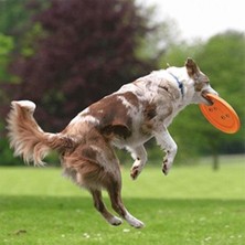 Trixie Köpek Agility Eğitim Frizbisi Turuncu 23 cm