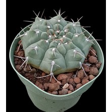 Gymnocalycium Vatteri-10,5 cm SAKSI-REF06D/45