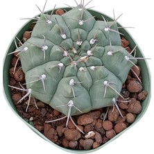 Gymnocalycium Vatteri-10,5 cm SAKSI-REF06D/45