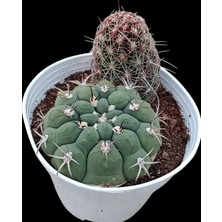 Pagoda Gymnocalycium Vethelocactus Sp--12 cm Saksı-2 KÖK-REF06D/29