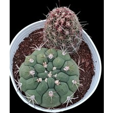 Pagoda Gymnocalycium Vethelocactus Sp--12 cm Saksı-2 KÖK-REF06D/29