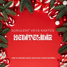 Smyrna Garden Dekoratif Saksı / 2 Tane / Yeni Yıl Hediyesi / Terracotta Saksı / Çömlek Saksı / Toprak Saksı