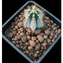 Pagola Kaktüs Pilosocereus Sp. 13 cm Saksı Ref 20A