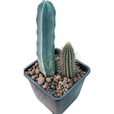 Pagola Kaktüs Echinopsis Tercheckii ve Myrtillocactus Geometrizans - 13 cm Saksı