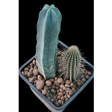 Pagola Kaktüs Echinopsis Tercheckii ve Myrtillocactus Geometrizans - 13 cm Saksı