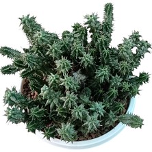 Pagola Kaktüs Euphorbia Horrida F. Mostruosa 18 cm Saksı REF20A