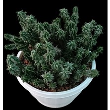 Pagola Kaktüs Euphorbia Horrida F. Mostruosa 18 cm Saksı REF20A