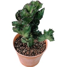 Pagola Kaktüs Euphorbia Lactea F Cristata - 12 cm Saksı REF20A