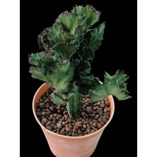 Pagola Kaktüs Euphorbia Lactea F Cristata - 12 cm Saksı REF20A