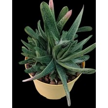 Pagola Kaktüs Gasteria Bicolor 18 cm Saksı REF20A