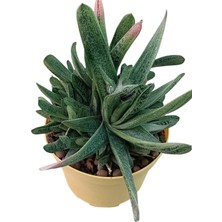 Pagola Kaktüs Gasteria Bicolor 18 cm Saksı REF20A