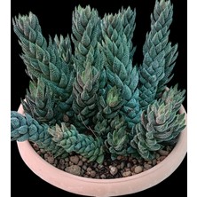 Pagola Kaktüs Haworthia Coarctata 20 cm Saksı REF20A