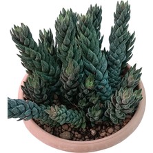 Pagola Kaktüs Haworthia Coarctata 20 cm Saksı REF20A