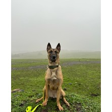 VSLT Handmade Tactical Orta Irk Köpek Tasma.tactical Dog Collar.bordercollie,labrador,golden,alman Pointer .malinois.k9 Tasma.