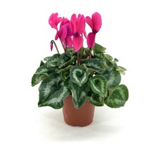 My Botanik Sıklamen Çiçeği-Pembe