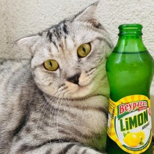 Beypazarı Limon Aromalı Maden Suyu 200 ml x 24 Adet