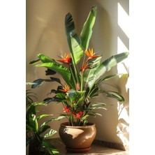 Smyrna Garden Starliçe - Strelitzia Reginae - Turuncu Cennet Kuşu - 80-100 cm - Şu An Çiçeksiz