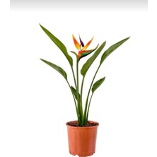 Smyrna Garden Starliçe - Strelitzia Reginae - Turuncu Cennet Kuşu - 80-100 cm - Şu An Çiçeksiz