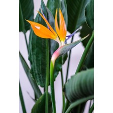 Smyrna Garden Starliçe - Strelitzia Reginae - Turuncu Cennet Kuşu - 80-100 cm - Şu An Çiçeksiz