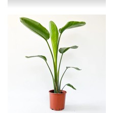 Smyrna Garden Cennet Kuşu - Starliçe - 40-60 cm - Strelitzia Reginae - Turuncu - Şu An Çiçeksiz