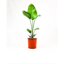 Smyrna Garden Starliçe Bitkisi - 120-140 cm - Beyaz Cennet Kuşu - Salon Bitkileri - Dolgun Formda