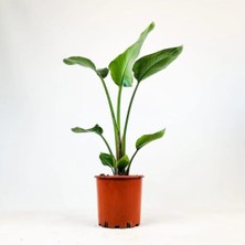 Smyrna Garden Starliçe Bitkisi - 120-140 cm - Beyaz Cennet Kuşu - Salon Bitkileri - Dolgun Formda
