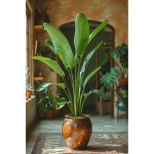 Smyrna Garden Starliçe Bitkisi - 120-140 cm - Beyaz Cennet Kuşu - Salon Bitkileri - Dolgun Formda
