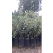 Turkuaz Fidancılık Edremit (Ayvalık) Zeytin Fidanı